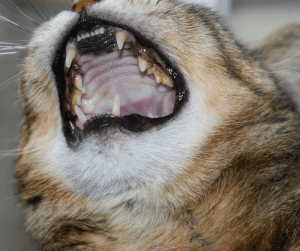 ช่องปากอักเสบในแมว สาเหตุหนึ่งของการกินอาหารลดลง
